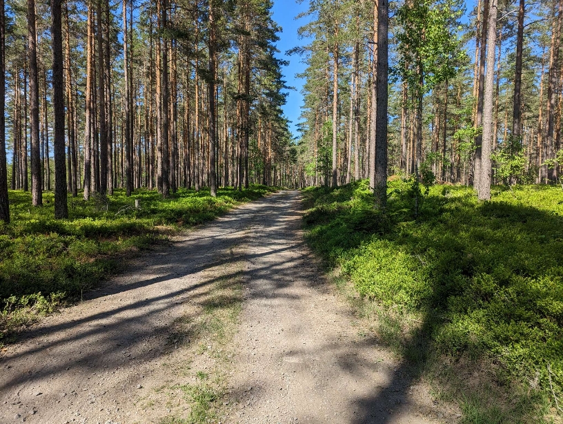 TET Suède jour 3 : 50 nuances de vert